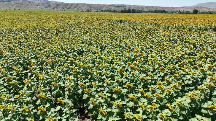 Sivas'ta ayçiçeği ekim alanı arttı G4