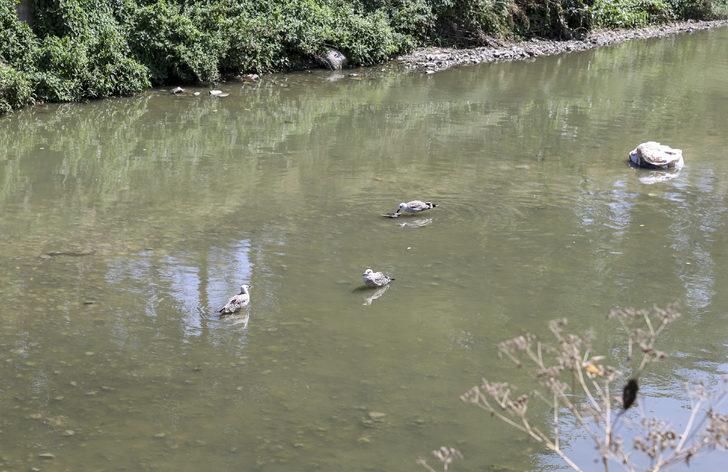 Alibeyköy Deresi'ndeki balık ölümleri için inceleme başlatıldı G3