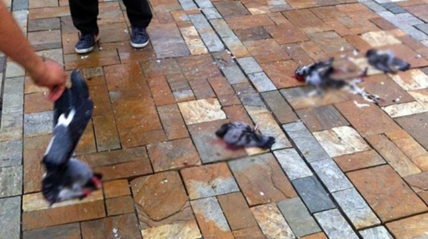 Trafiğe kapalı alanda g&uuml;vercinleri ezdi