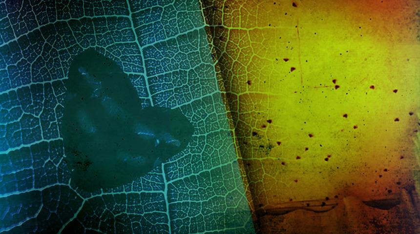 Vampir kelebek paniği Karadeniz'den sonra İstanbul'da! "Bir anda saldırıya geçiyorlar"