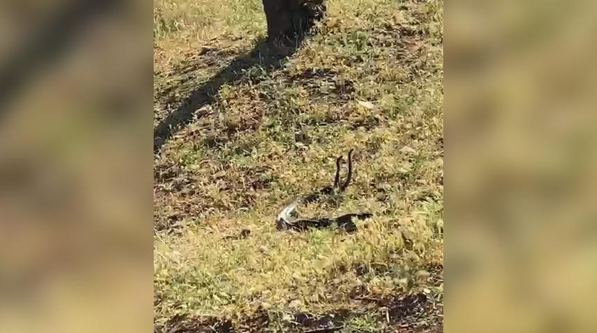 Diyarbakır'da dans eden yılanlar böyle görüntülendi! Boyları 2 metreyi buluyor