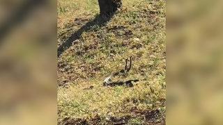 Diyarbakır'da dans eden yılanlar böyle görüntülendi! Boyları 2 metreyi buluyor