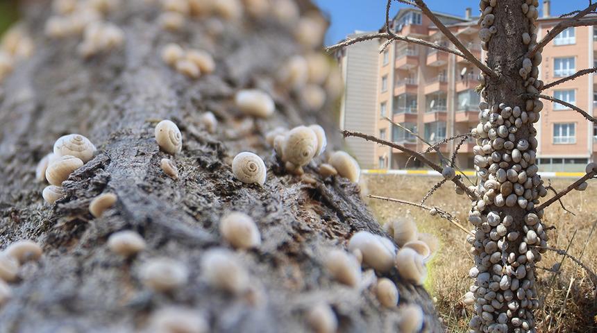 Gören tedirgin oldu! Bir kenti istila ettiler, otluk alanlar, ağaçlar ve direkler...