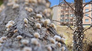 Gören tedirgin oldu! Bir kenti istila ettiler, otluk alanlar, ağaçlar ve direkler...