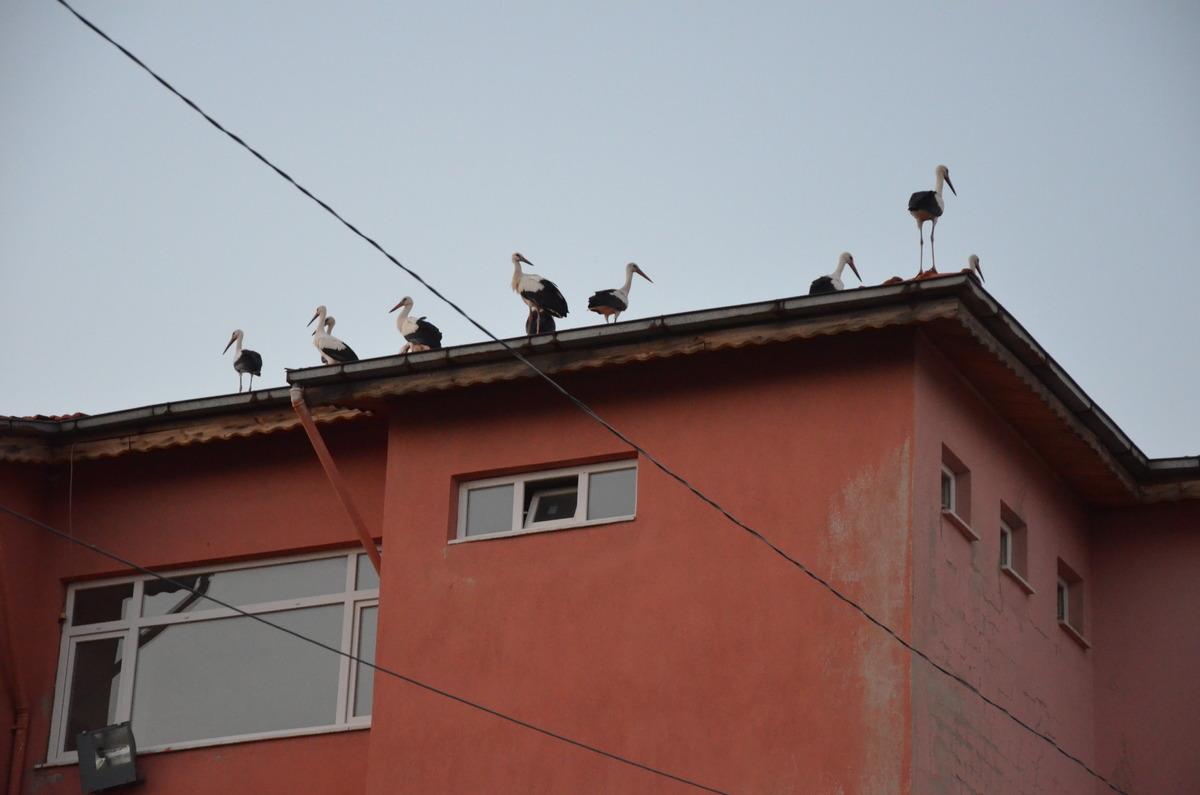 G&ouml;&ccedil; yolundaki leylekler Manisa'da g&ouml;r&uuml;nt&uuml;lendi