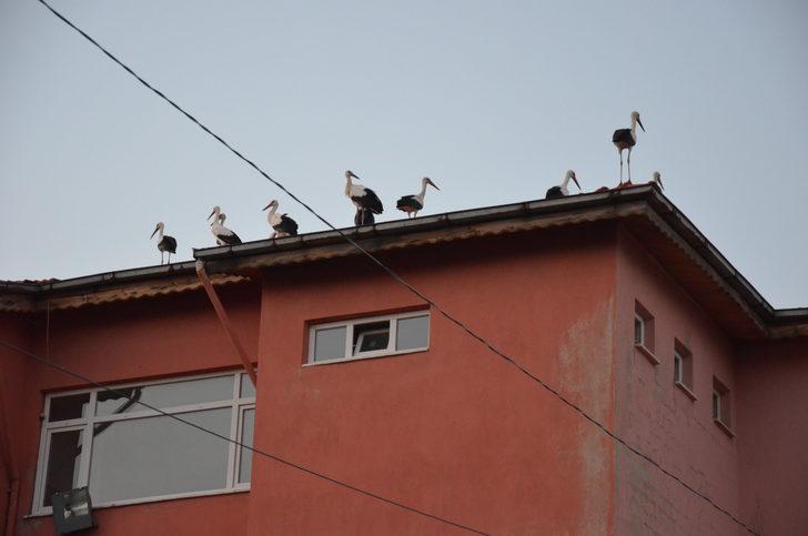 Göç yolundaki leylekler Manisa'da görüntülendi G1