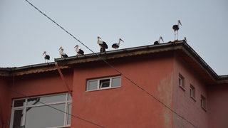 Göç yolundaki leylekler Manisa'da görüntülendi