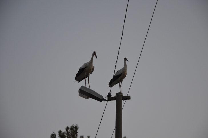 Göç yolundaki leylekler Manisa'da görüntülendi G2