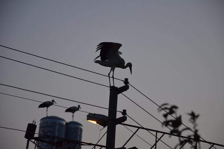 Göç yolundaki leylekler Manisa'da görüntülendi G3