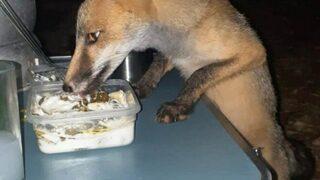 İlk başta kedi sandı, gerçek ise bambaşka çıktı! Kavurma ve ton balığı ile besledi: Yürek ısıtan anlar kamerada