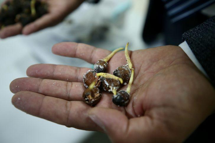 Fındığın "DNA"sını çıkaran akademisyenler "tek ağaç" modeliyle verim artışı hedefliyor G1
