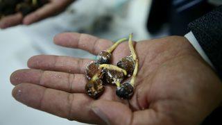 Fındığın DNAsını çıkaran akademisyenler tek ağaç modeliyle verim artışı hedefliyor