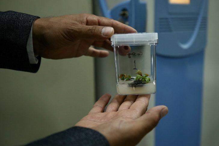 Fındığın "DNA"sını çıkaran akademisyenler "tek ağaç" modeliyle verim artışı hedefliyor G2