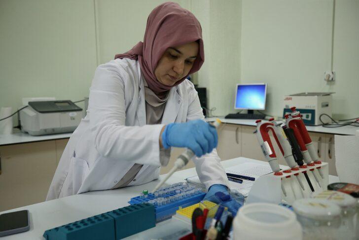 Fındığın "DNA"sını çıkaran akademisyenler "tek ağaç" modeliyle verim artışı hedefliyor G3