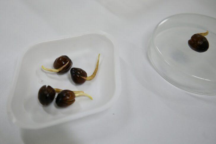 Fındığın "DNA"sını çıkaran akademisyenler "tek ağaç" modeliyle verim artışı hedefliyor G4