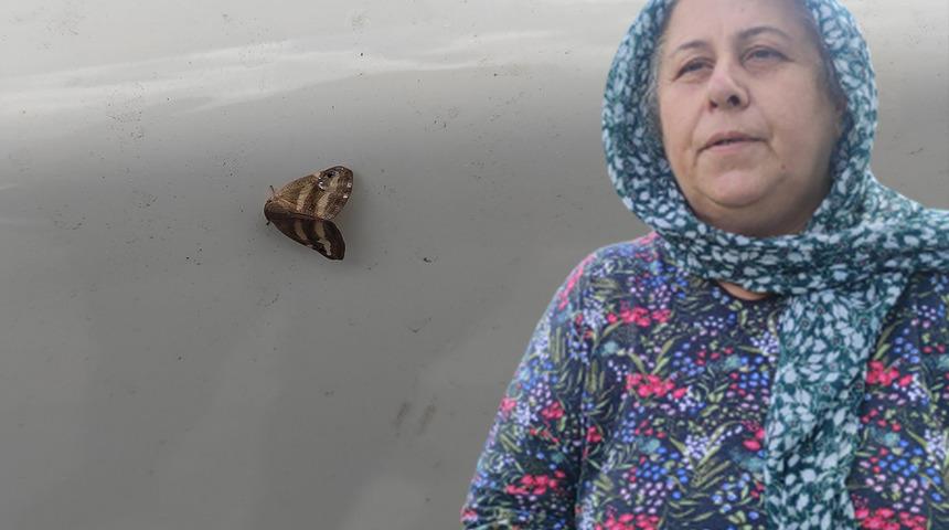 İstanbul'da vatandaşların 'vampir kelebek' isyanı! 'Sanki plastik bir hayvan'