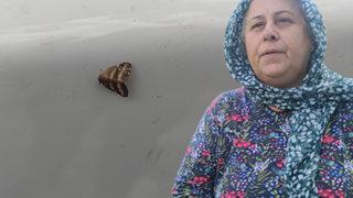 İstanbul'da vatandaşların 'vampir kelebek' isyanı! 'Sanki plastik bir hayvan'