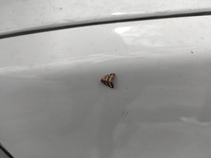 İstanbul'da da görülen "vampir kelebek" vatandaşları rahatsız ediyor G1