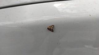 İstanbul'da da görülen vampir kelebek vatandaşları rahatsız ediyor