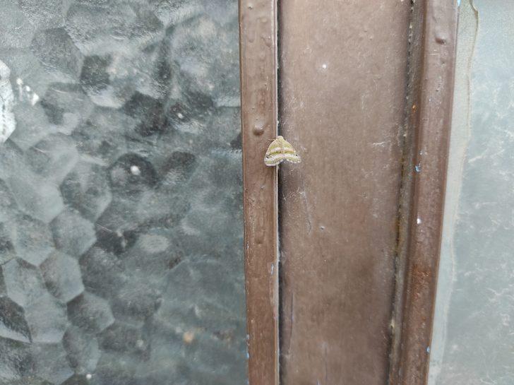 İstanbul'da da görülen "vampir kelebek" vatandaşları rahatsız ediyor G2