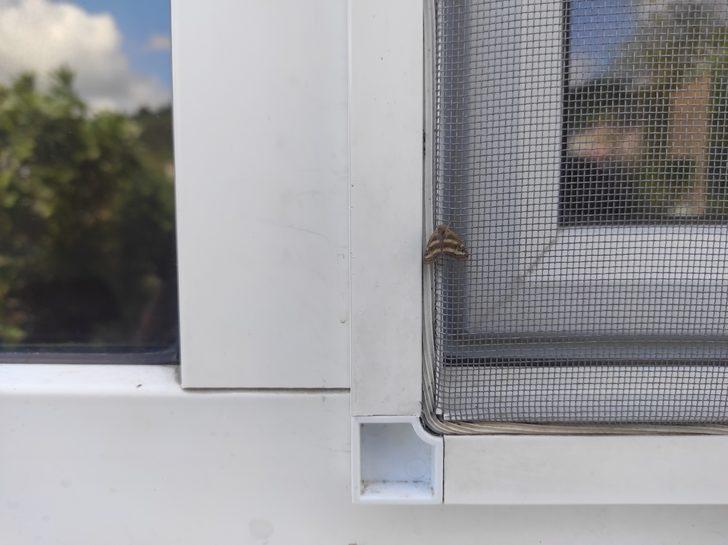 İstanbul'da da görülen "vampir kelebek" vatandaşları rahatsız ediyor G3