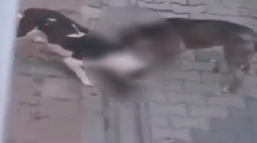 İstanbul'da akıllara durgunluk veren iddia: Pitbull köpeklerine kedileri parçalattı! Korkunç anlar anbean kamerada
