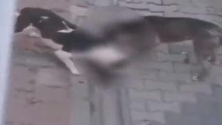 İstanbul'da akıllara durgunluk veren iddia: Pitbull köpeklerine kedileri parçalattı! Korkunç anlar anbean kamerada