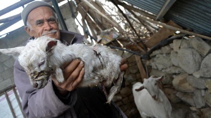 Adana'da ayakları olmayan oğlak dünyaya geldi