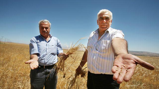 SGK dikkat çeken veriyi açıkladı: Yarı yarıya azaldı! Tarımda alarm veren gösterge: Tarlalar…