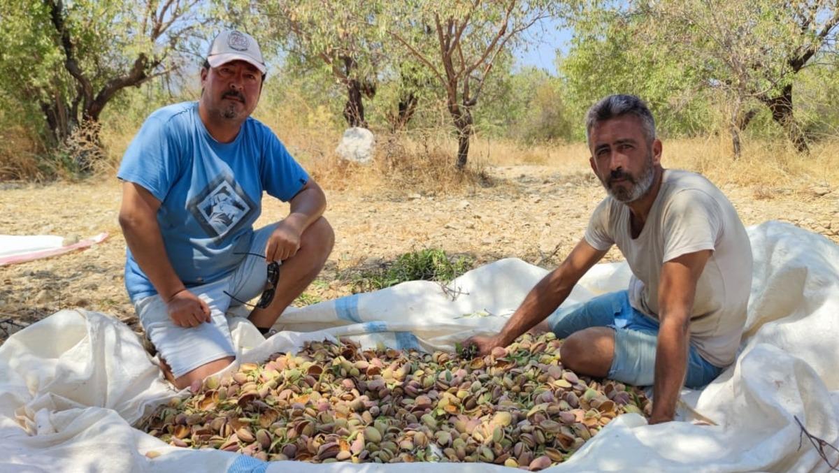 Dat&ccedil;a'da badem hasadına başlandı