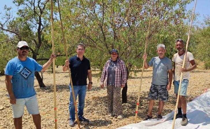 Datça'da badem hasadına başlandı G2
