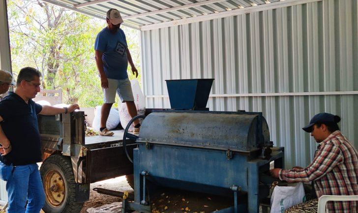 Datça'da badem hasadına başlandı G4