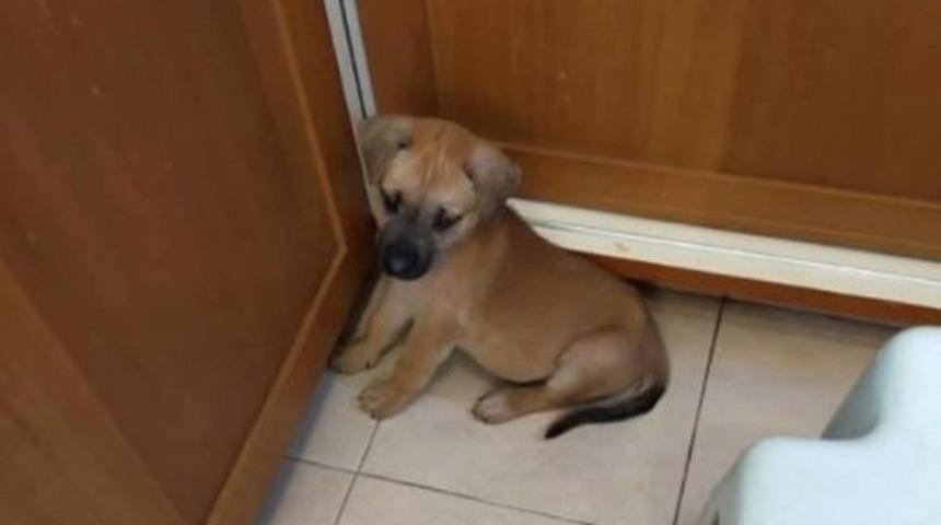 Sahiplendiği köpek yavrusunu yedi! Doymayıp daha fazlasını istedi