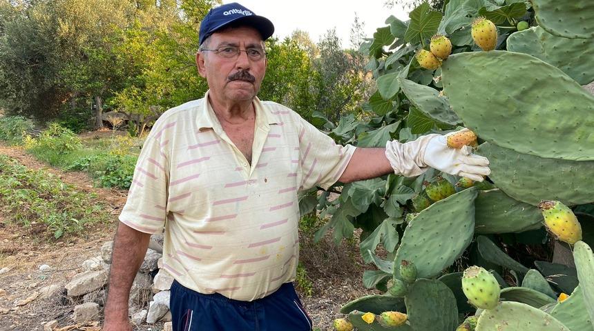 Kendiliğinden yetişiyor! Kilosu 60 TL'den satılıyor