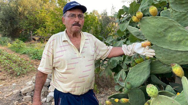 Kendiliğinden yetişiyor! Kilosu 60 TL'den satılıyor