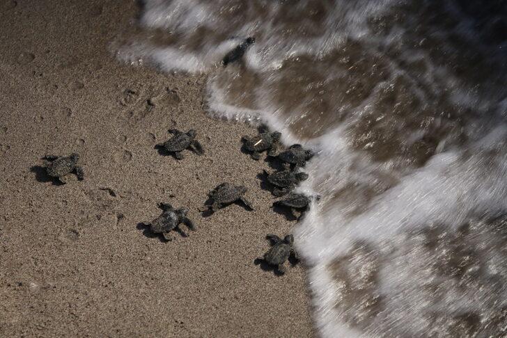 Patara'da caretta caretta yavruları denizle buluştu G3