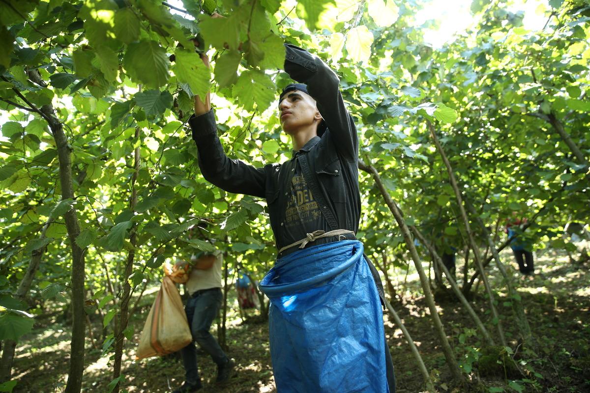 Ordu'da fındık hasadı erken başladı