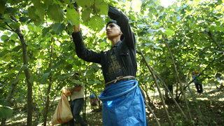 Ordu'da fındık hasadı erken başladı