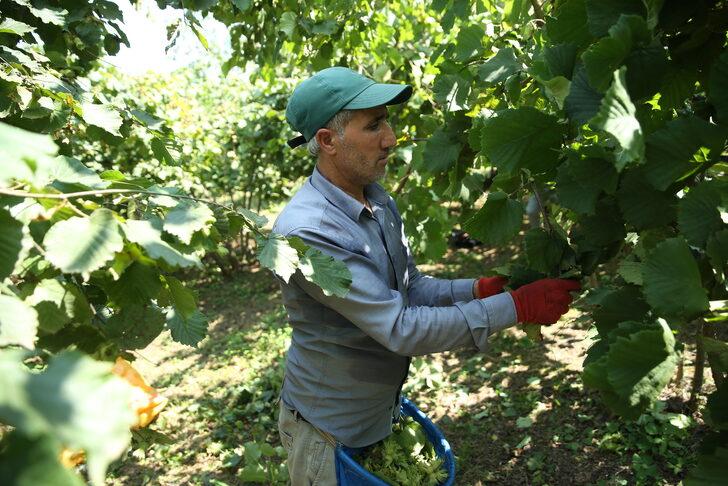Ordu'da fındık hasadı erken başladı G2
