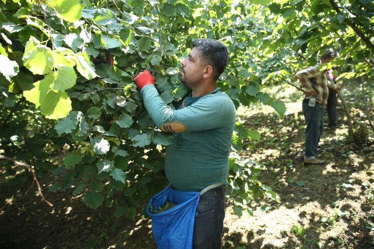 Ordu'da fındık hasadı erken başladı G3