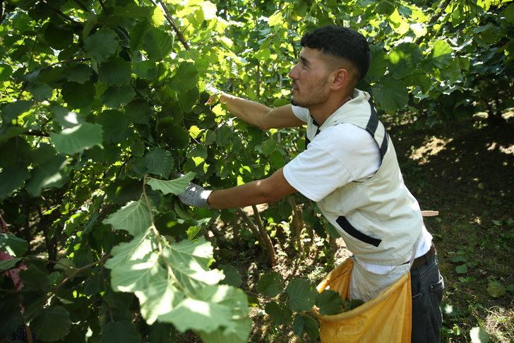 Ordu'da fındık hasadı erken başladı G4