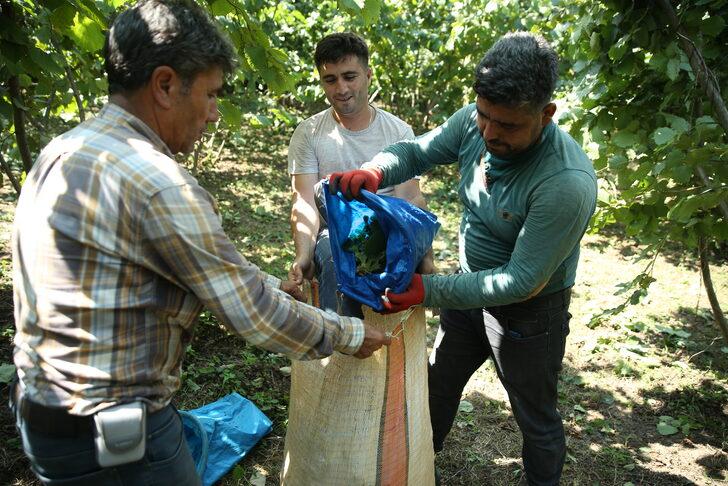 Ordu'da fındık hasadı erken başladı G5