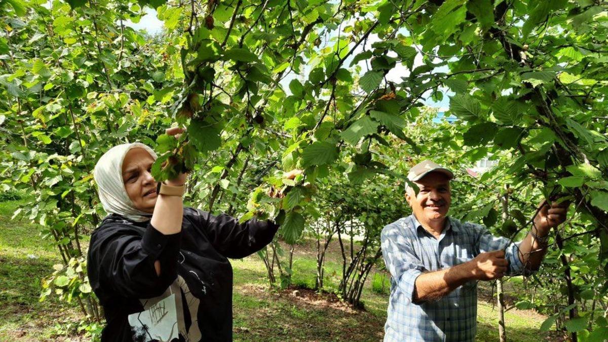 AK Parti'li Keşir'den fındığı değerinde satmak i&ccedil;in hasadın beklenmesi &ouml;nerisi: