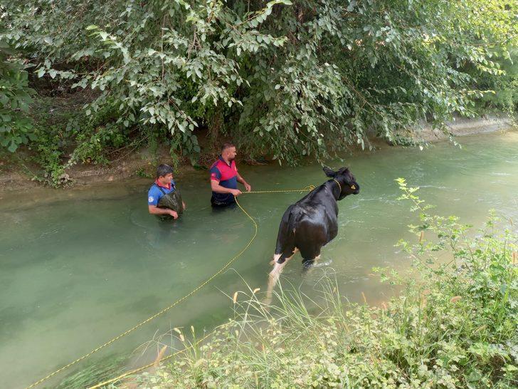 Osmaniye'de sulama kanalına düşen inek, kepçe yardımıyla kurtarıldı G2