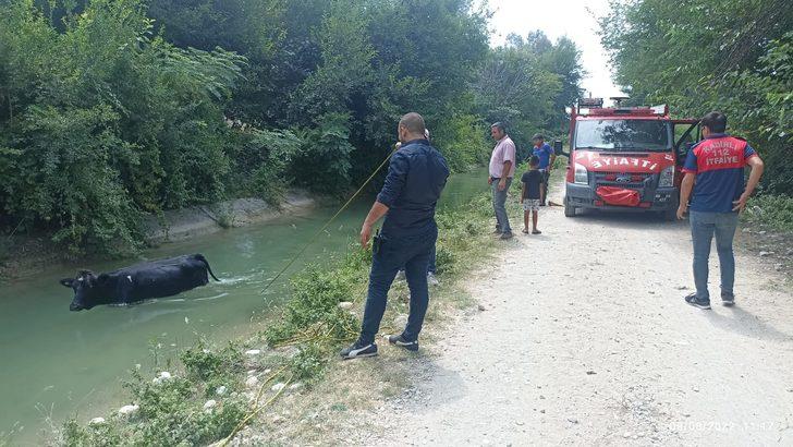 Osmaniye'de sulama kanalına düşen inek, kepçe yardımıyla kurtarıldı G3