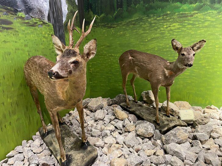 Bartın'da vahşi hayvanların tahnitinin sergileneceği müzenin açılışı yapıldı G1