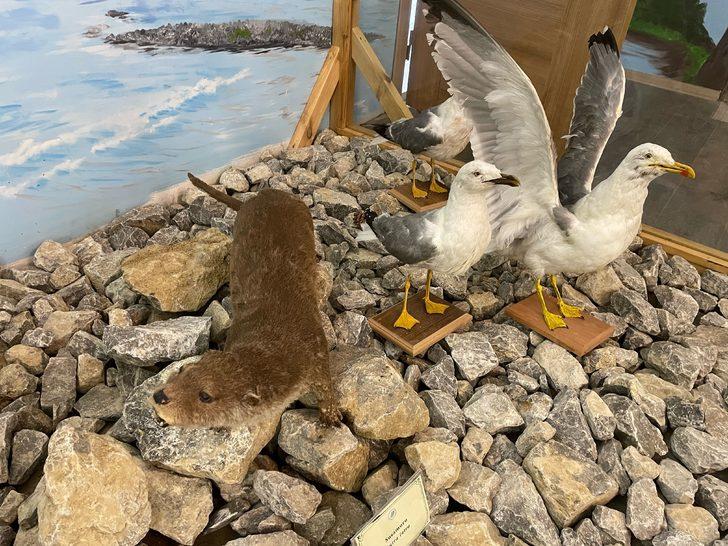 Bartın'da vahşi hayvanların tahnitinin sergileneceği müzenin açılışı yapıldı G2