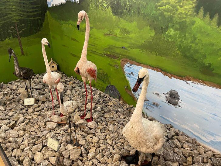 Bartın'da vahşi hayvanların tahnitinin sergileneceği müzenin açılışı yapıldı G3