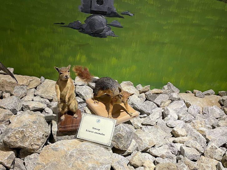 Bartın'da vahşi hayvanların tahnitinin sergileneceği müzenin açılışı yapıldı G4