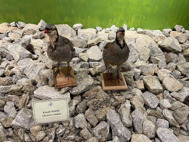 Bartın'da vahşi hayvanların tahnitinin sergileneceği müzenin açılışı yapıldı G5